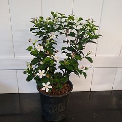 Asian Snow Jasmine Asian Snow Jasmine