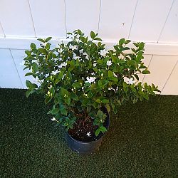 Asian Snow Jasmine Asian Snow Jasmine