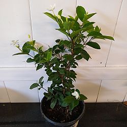 Asian Snow Jasmine Asian Snow Jasmine