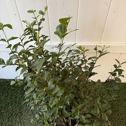 Asian Snow Jasmine Asian Snow Jasmine