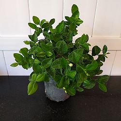 Asian Snow Jasmine Asian Snow Jasmine