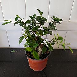 Bonsai Ficus 'Ginseng' Bonsai Ficus 'Ginseng'