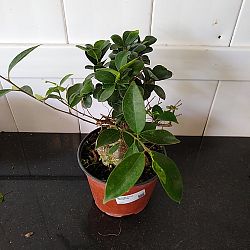 Bonsai Ficus 'Ginseng' Bonsai Ficus 'Ginseng'