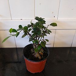 Bonsai Ficus 'Ginseng' Bonsai Ficus 'Ginseng'