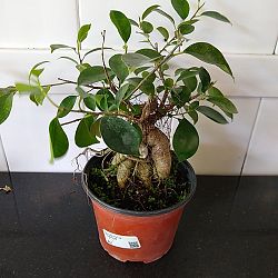 Bonsai Ficus 'Ginseng' Bonsai Ficus 'Ginseng'