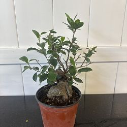 Bonsai Ficus 'Ginseng' Bonsai Ficus 'Ginseng'