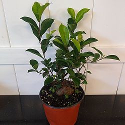 Bonsai Ficus 'Ginseng' Bonsai Ficus 'Ginseng'