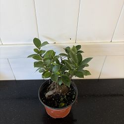 Bonsai Ficus 'Ginseng' Bonsai Ficus 'Ginseng'