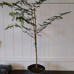 Wild Tamarind Wild Tamarind