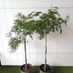 Wild Tamarind Wild Tamarind