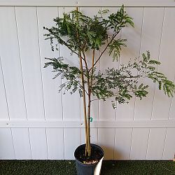 Wild Tamarind Wild Tamarind