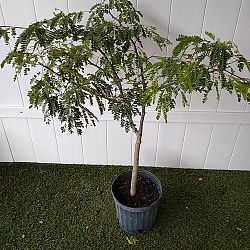 Wild Tamarind Wild Tamarind