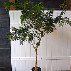 Wild Tamarind Wild Tamarind