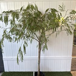 Wild Tamarind Wild Tamarind