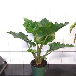 Alocasia 'Low Rider' Alocasia 'Low Rider'