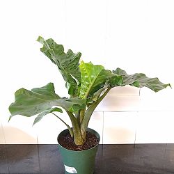 Alocasia 'Low Rider' Alocasia 'Low Rider'