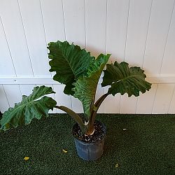 Alocasia 'Low Rider' Alocasia 'Low Rider'