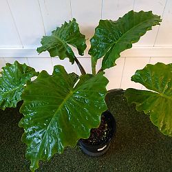 Alocasia 'Low Rider' Alocasia 'Low Rider'