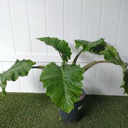 Alocasia 'Low Rider' Alocasia 'Low Rider'
