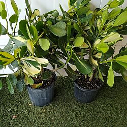 Variegated Clusia guttifera Variegated Clusia guttifera