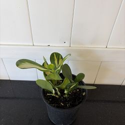 Variegated Clusia guttifera Variegated Clusia guttifera