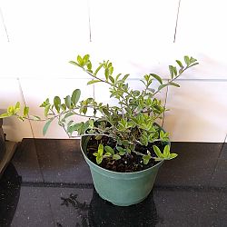 Evolvulus glomeratus 'Blue My Mind', Blue Daze Evolvulus glomeratus 'Blue My Mind', Blue Daze