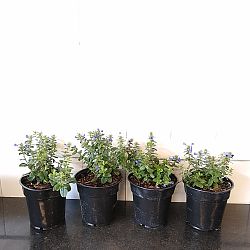 Evolvulus glomeratus 'Blue My Mind', Blue Daze Evolvulus glomeratus 'Blue My Mind', Blue Daze