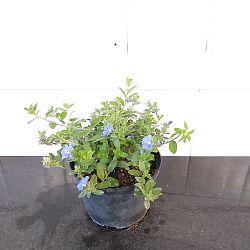 Evolvulus glomeratus 'Blue My Mind', Blue Daze Evolvulus glomeratus 'Blue My Mind', Blue Daze