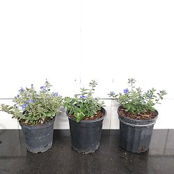 Evolvulus glomeratus 'Blue My Mind', Blue Daze Evolvulus glomeratus 'Blue My Mind', Blue Daze