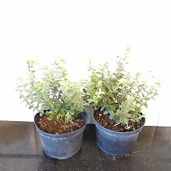 Evolvulus glomeratus 'Blue My Mind', Blue Daze Evolvulus glomeratus 'Blue My Mind', Blue Daze