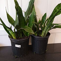 Sansevieria trifasciata 'Jaboa' Sansevieria trifasciata 'Jaboa'