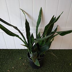 Sansevieria trifasciata 'Jaboa' Sansevieria trifasciata 'Jaboa'