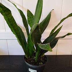 Sansevieria trifasciata 'Jaboa' Sansevieria trifasciata 'Jaboa'