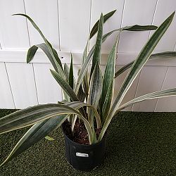 Sansevieria sayuri Sansevieria sayuri