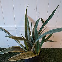 Sansevieria sayuri Sansevieria sayuri