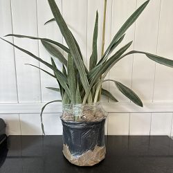 Sansevieria sayuri Sansevieria sayuri