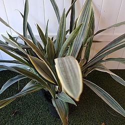 Sansevieria sayuri Sansevieria sayuri