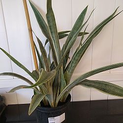 Sansevieria sayuri Sansevieria sayuri