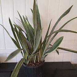 Sansevieria sayuri Sansevieria sayuri
