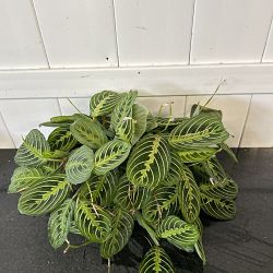 Lemon Lime Maranta Lemon Lime Maranta
