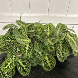 Lemon Lime Maranta Lemon Lime Maranta