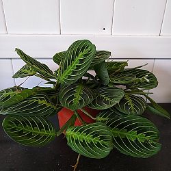 Lemon Lime Maranta Lemon Lime Maranta