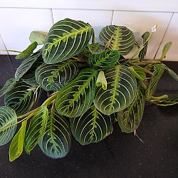Lemon Lime Maranta Lemon Lime Maranta