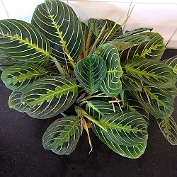 Lemon Lime Maranta Lemon Lime Maranta
