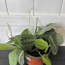 Lemon Lime Maranta Lemon Lime Maranta