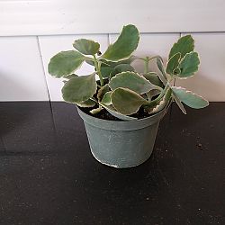 Tricolor Kalanchoe Tricolor Kalanchoe
