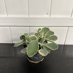 Tricolor Kalanchoe Tricolor Kalanchoe