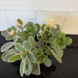 Tricolor Kalanchoe Tricolor Kalanchoe