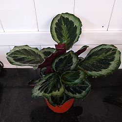Calathea 'Marion' Calathea 'Marion'