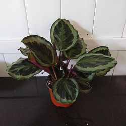 Calathea 'Marion' Calathea 'Marion'